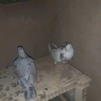 کوهی طوقی