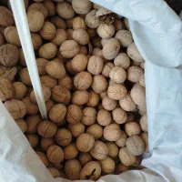 آجیل خشکبار گردو مغز گردو انواع تخمه