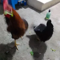 مرغ وخروس محلی