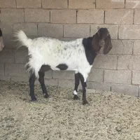 بره وبز|حیوانات مزرعه|شوشتر, |دیوار