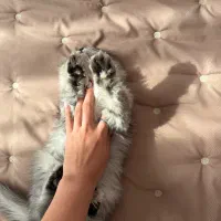 اسکاتیش لانگ هیر|گربه|تهران, فردوس|دیوار