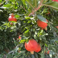 انار سوپر درجه یک