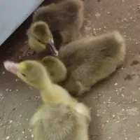 جوجه غاز