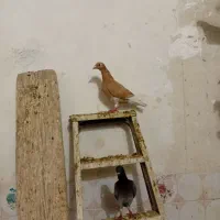 تعدادی کبوتر