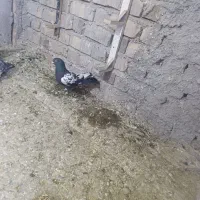 کفتر سینه سیاه|حیوانات|رفسنجان, |دیوار