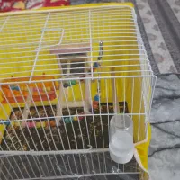 قفس با تمام وسایل