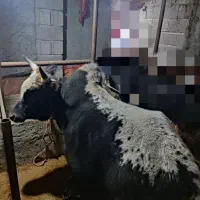 ورزا کوله آس