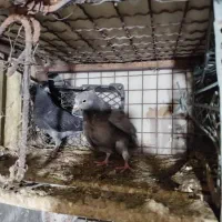 دمسفید|پرنده|نگین شهر, |دیوار