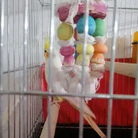 عروس هلندی لوتینو|پرنده|شیراز, کوشک میدان|دیوار