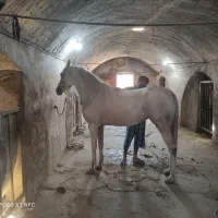 مادیان|اسب و تجهیزات اسب‌سواری|رفسنجان, |دیوار