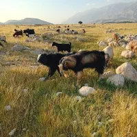 چهار پازن درجه ۱