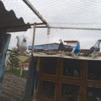 کفتر تیر ماهی|پرنده|نوشهر, |دیوار