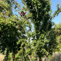 اجاره 15 هکتار زمین