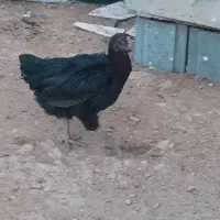 ۵عدد مرغ و یک عدد خروس و چند عدد باری در کوار|حیوانات مزرعه|کوار, |دیوار