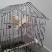 عروس هلندی|پرنده|رباط‌کریم, رباط‌کریم|دیوار