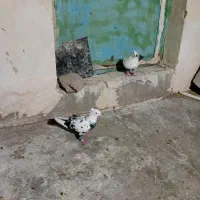 دوجفت نفش ورنگی|پرنده|شوشتر, |دیوار