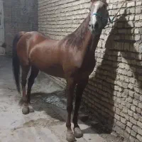 اسب مادیون