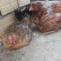 فروش ۲ عدد مرغ کرک و یک گلین لاری