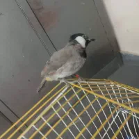 مرغ مینا|پرنده|اهواز, کوی شاهد|دیوار