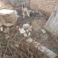 سگ سرابی اصل|سگ|ایجرود, |دیوار