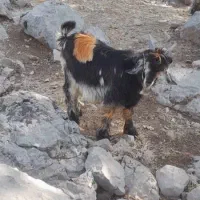 بیگ|حیوانات مزرعه|بازفت, |دیوار