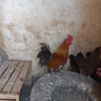 خروس محلی چهل تاج بخون مرغگیر