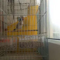 سهره جوجه|پرنده|نقده, |دیوار