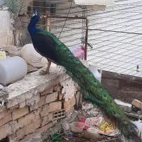 طاووس|پرنده|مشهد, شهرک مهر آباد|دیوار