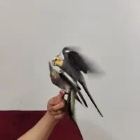 عروس هلندی جفت مولد