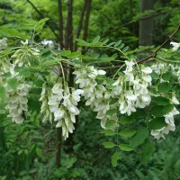 درخت اقاقیا|گل و گیاه طبیعی|اصفهان, ارداجی|دیوار