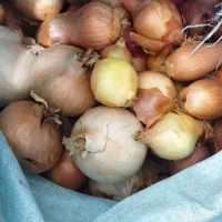 فروش پیاز تازه با قیمت مناسب