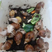 حلزون ها|خزنده|کرج, گلشهر|دیوار