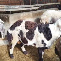 قوچ بروجردی اصل