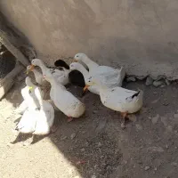 اردک سالم سرحال گوشتی و تخم گذار