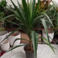 گل طبیعی|گل و گیاه طبیعی|مشهد, مهدی آباد|دیوار