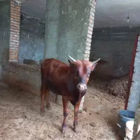 گاوگوساله نر