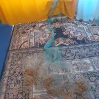 یک عددتورسالیک|ماهیگیری|خرمآباد, |دیوار