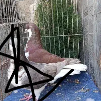 کفتر خشرتگ غوره ۳۰۰