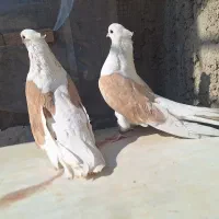 کبوتر دوکت نوک ریز