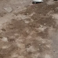 فروش یک جفت طوقی