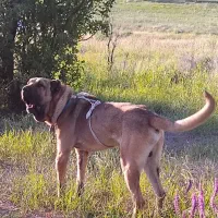 واگذاری|سگ|سراب, |دیوار