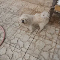 دوقلاده سگ خانگی بانژاد