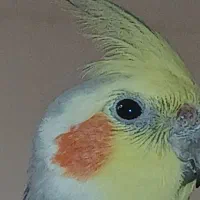 عروس هلندی مون کمشده اندیمشک