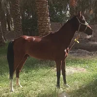 اسب