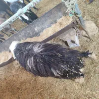 گوسفند عوسی و بز نر|حیوانات مزرعه|خرمشهر, |دیوار