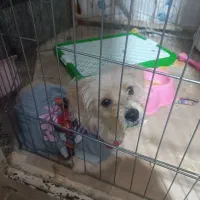 سگ اشپیتز بازیگوش|سگ|قزوین, |دیوار