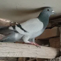 پلاکی|پرنده|سیرجان, |دیوار