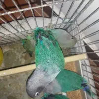 جوجه طوطی برزیلی معاوضه دارم فروش فوری