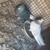 جفت دم سفید فروشی