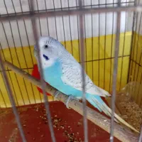 مرغ عشق|پرنده|قم, شهرک فاطمیه|دیوار